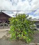 Kedai Kain Rakyat Jerantut Kedai Kain Rakyat Jerantut