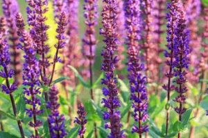 S V Salvia Collection