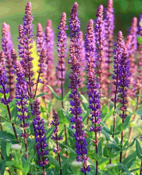 S V Salvia Collection 1 s v salvia collection